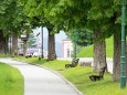 7 Punkte Weg - Tageswanderung über sanftes Almengebiet - Das Ziel, die Mariazeller Basilika ist in Sicht