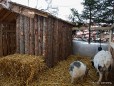 Europeum Terrasse - Dicke Ziegen und ein Hase