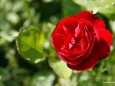 Rote-Rose_8653