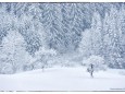Winterlandschaft-Mariazell-8Jan2012_DSC07469