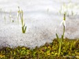 Schneeglöckchen im Frühling