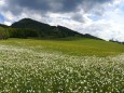 narzissen-mariazellerland-panorama