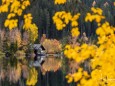 erlaufsee-spiegelungen-01112020-8774