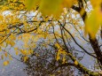 erlaufsee-spiegelungen-01112020-8778