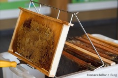 Bienenfest Bürgeralpe 2009