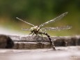 Libelle frisch nach dem Schlüpfen. Foto: Fritz Zimmerl