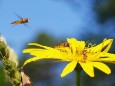 Schwebefliegen auf Blüte. Foto: Fritz Zimmerl