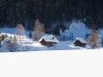 Walstern im Winter. Foto: Fritz Zimmerl