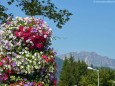 Blumenschmuck im Mariazellerland 2013