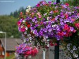 Blumenschmuck im Mariazellerland 2013