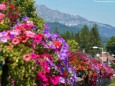 Blumenschmuck im Mariazellerland 2013