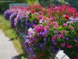 Blumenschmuck im Mariazellerland 2013