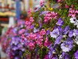 Blumenschmuck in Mariazell am Hauptplatz - 15. August 2012