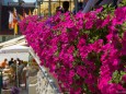 Goldener Löwe - Blumenschmuck in Mariazell am Hauptplatz - 15. August 2012