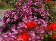 Blumenschmuck in Mariazell am Hauptplatz - 15. August 2012