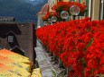 Schwarzer Adler - Blumenschmuck in Mariazell am Hauptplatz - 15. August 2012