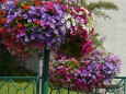 Blumenschmuck in Mariazell am Hauptplatz - 15. August 2012