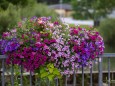 blumenschmuck-mariazell-18072023-3875