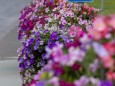 blumenschmuck-mariazell-18072023-3884