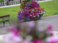 blumenschmuck-mariazell-18072023-3891