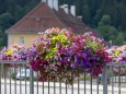 blumenschmuck-mariazell-18072023-3901