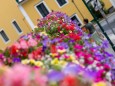 blumenschmuck-mariazell-18072023-3927