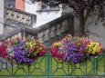 blumenschmuck-mariazell-18072023-3961