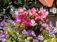 blumenschmuck-stadtgemeinde-mariazell-25072022-2767