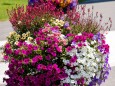 blumenschmuck-stadtgemeinde-mariazell-25072022-2774