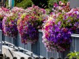 blumenschmuck-stadtgemeinde-mariazell-25072022-2788