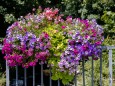 blumenschmuck-stadtgemeinde-mariazell-25072022-2790