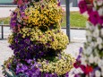 blumenschmuck-stadtgemeinde-mariazell-25072022-2841