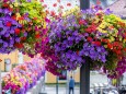 blumenschmuck-stadtgemeinde-mariazell-25072022-2870