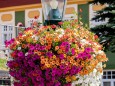 blumenschmuck-stadtgemeinde-mariazell-25072022-2876