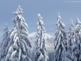 Skitag - Impressionen von der Mariazeller Bürgeralpe - Winter 2013 (19. Jänner)