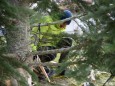 christbaum-in-mariazell-nach-sturm-wieder-aufgestellt_foto_josef-kuss-kus_9544