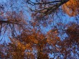 Am Weg zum Dürrenstein - Herbstwald