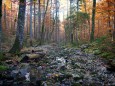 Am Weg zum Dürrenstein