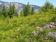 Edelboden im Hochschwabgebiet. Foto: Gerti Leitner