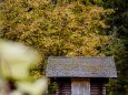 erlaufsee-fotostrecke-herbstfarben-18102020-17