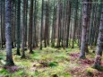 Wanderung Erlaufursprung - Brunnstein - Brach - Gemeindealpe - Erlaufsee