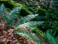 Wanderung Erlaufursprung - Brunnstein - Brach - Gemeindealpe - Erlaufsee