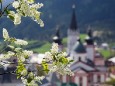 Basilikablick mit Blütenschmuck