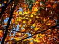 Herbstwanderung Köckensattel-Fahrnboden-Ochsenboden