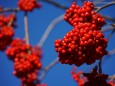 Vogelbeeren - Herbstwanderung Köckensattel-Fahrnboden-Ochsenboden