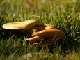 Herbstwanderung Köckensattel-Fahrnboden-Ochsenboden