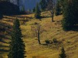 Ochsenboden - Herbstwanderung Köckensattel-Fahrnboden-Ochsenboden