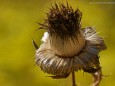 Herbstwanderung Köckensattel-Fahrnboden-Ochsenboden