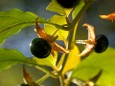 Giftige Tollkirsche - Herbstwanderung Köckensattel-Fahrnboden-Ochsenboden