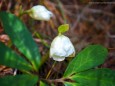 Schneerose - Herbstwanderung Köckensattel-Fahrnboden-Ochsenboden